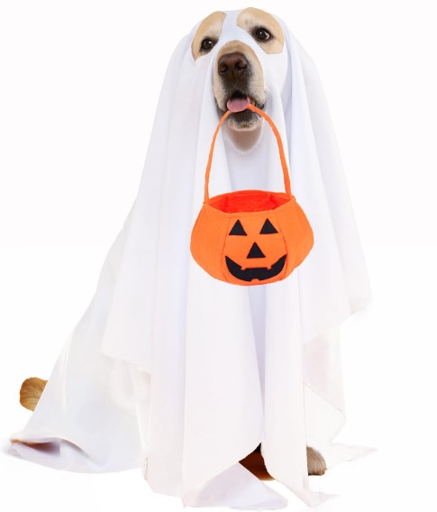 Halloween Hounds: Dressing Your Dog Safely and Stylishly for Spooky Season